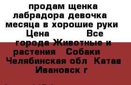 продам щенка лабрадора девочка 2 месяца в хорошие руки › Цена ­ 8 000 - Все города Животные и растения » Собаки   . Челябинская обл.,Катав-Ивановск г.